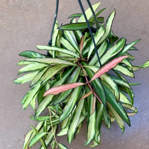 Hoya wayetii tricolor, foto 6