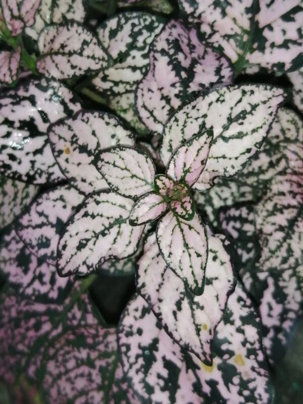 Hypoestes phyllostachya, pianta da terrario