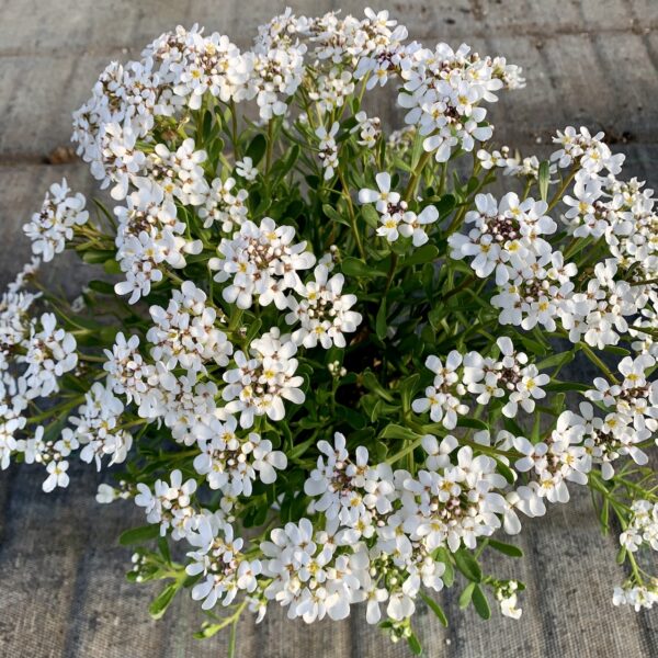 Iberis sempervirens, foto 3