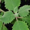 Iboza [tetradenia] riparia, pianta da esterno