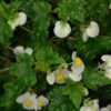 Begonia suffruticosa, pianta da interno