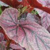Begonia 'Maurice Amey', pianta da interno