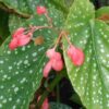 Begonia 'Juanita Jewel', pianta da interno