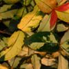 Trachelospermum asiaticum ‘Summer Sunset’, pianta da esterno