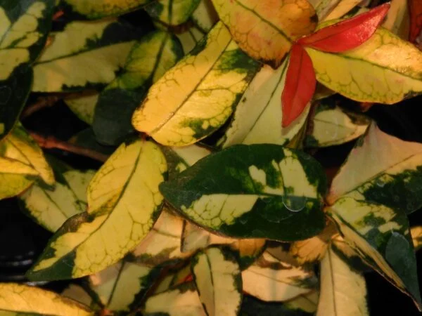 Trachelospermum asiaticum ‘Summer Sunset’, pianta da esterno