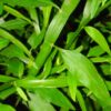 Homalocladium platycladum, pianta da esterno