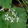 Pelargonium album, pianta da esterno