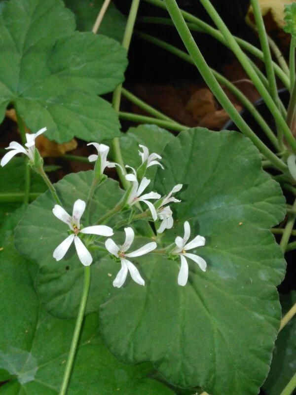 Pelargonium album, pianta da esterno