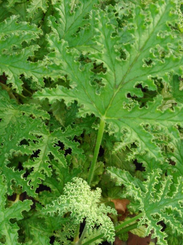 Pelargonium glutinosum, pianta da esterno