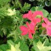Pelargonium Happy Tought, pianta da esterno