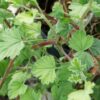 Pelargonium ‘Limoneum’, pianta da esterno