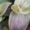 Tradescantia pallida 'Purple Fuzzy', pianta da interno e da esterno