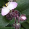 Tradescantia blossfeldiana, tradescantia cerinthoides, pianta da interno e da esterno