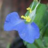 Commelina caroliniana, pianta da interno e da esterno