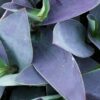 Tradescantia pallida Grey, pianta da interno e da esterno