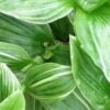 Tradescantia (Continental Group) albovittata, pianta da interno e da esterno