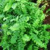 Nephrolepis exaltata 'Pom Pom', pianta da interno