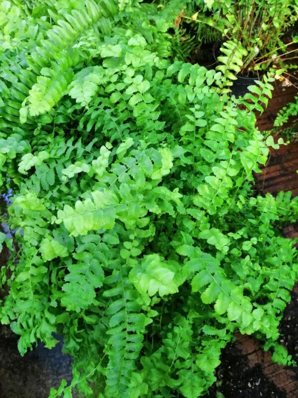 Nephrolepis exaltata 'Pom Pom', pianta da interno