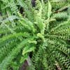 Nephrolepis exaltata, pianta da interno