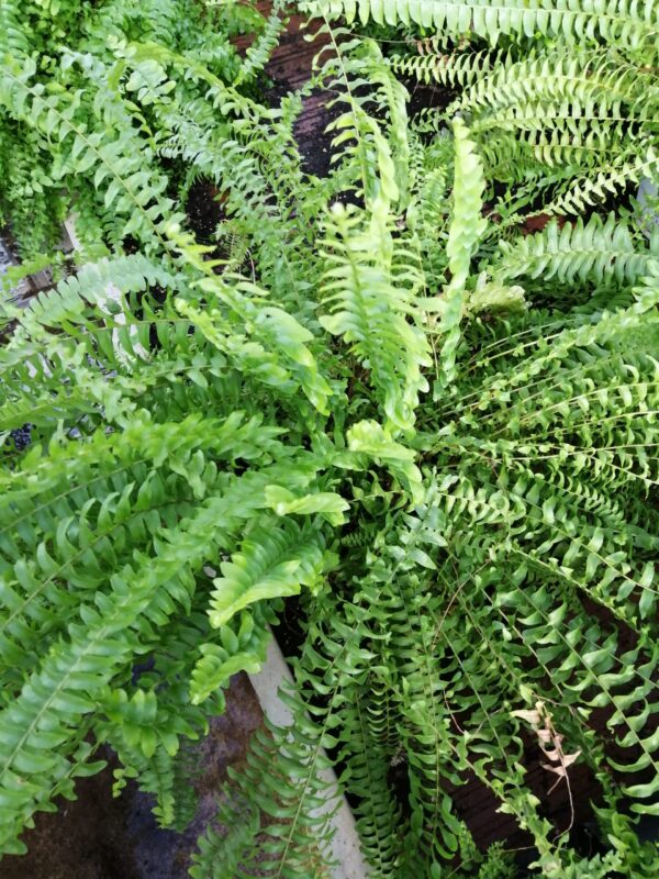 Nephrolepis exaltata, pianta da interno