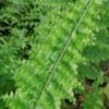 Nephrolepis exaltata 'Norvoodi', pianta da interno