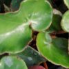 Begonia epipsila Brade, pianta da interno