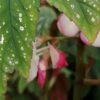 Begonia platanifolia, pianta da interno