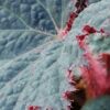 Begonia Midnight Magic, pianta da interno