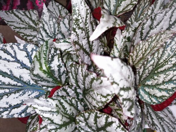 Begonia Jolly Silver, foto 2