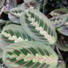 Maranta leuconeura Fascinator Tricolour, pianta da interno