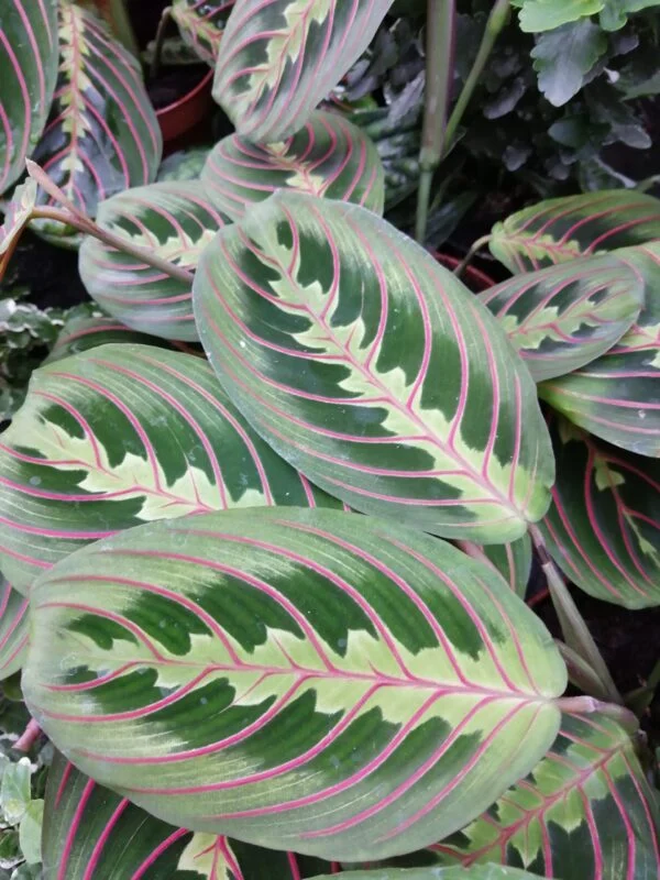 Maranta leuconeura Fascinator Tricolour, pianta da interno