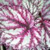 Begonia Merengue magic leaf®, pianta da interno