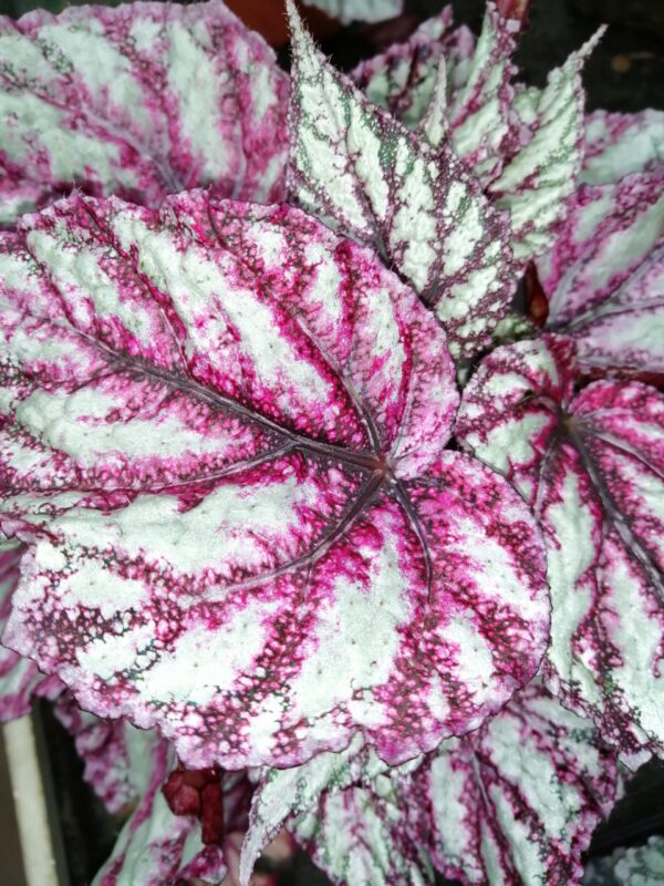 Begonia Merengue magic leaf®, pianta da interno