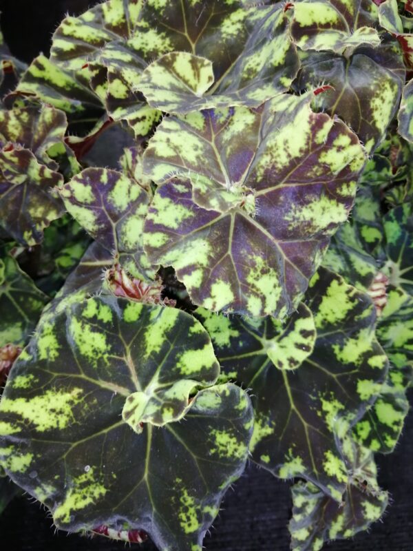 Begonia Zumba Magic colors (R), pianta da interno