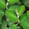 Begonia thelmae, pianta da interno