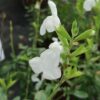 Salvia greggii White, pianta da esterno