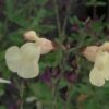 Salvia x jamensis Giallo, pianta da esterno
