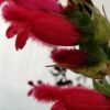 Salvia involucrata Boutin, pianta da esterno