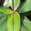 Dichorisandra thyrsiflora, Blue Ginger, pianta da interno
