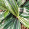 Dichorisandra reginae, pianta da interno