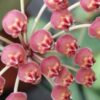 Hoya bilobata, pianta da interno