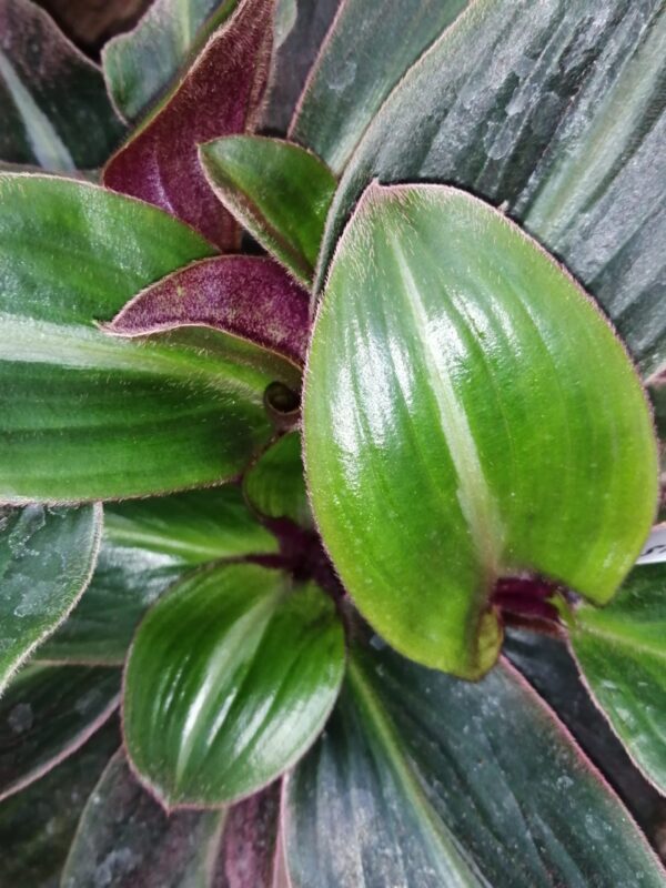 Impatiens niamniamensis, foto 8
