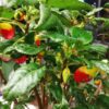 Impatiens niamniamensis, pianta da interno