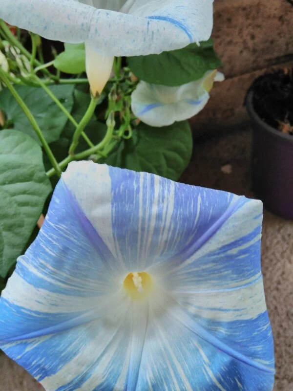Ipomea ‘Flying saucers’, pianta da esterno