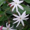 Jasminum nitidum sin. laurifolium, pianta da esterno