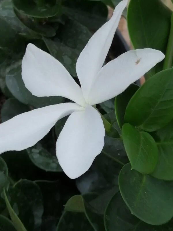 Jasminum nitidum sin. laurifolium, foto 4