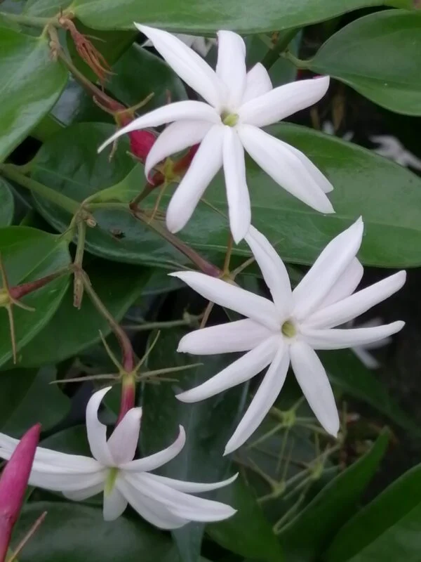 Jasminum nitidum sin. laurifolium, pianta da esterno