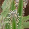 Kalanchoe daigremontiana, pianta da interno