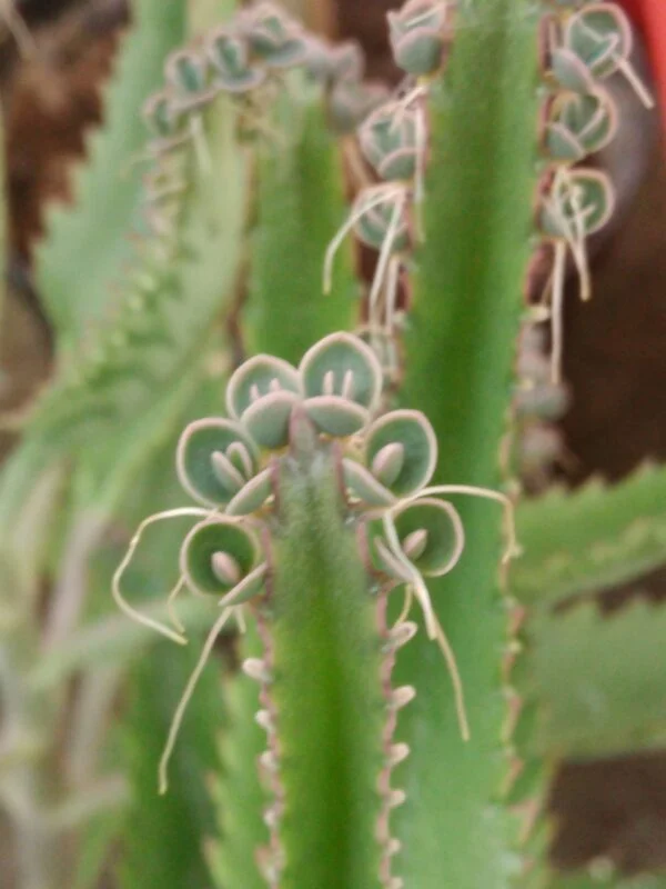 Kalanchoe daigremontiana, pianta da interno