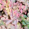 Kalanchoe fedtschenkoi, pianta da interno